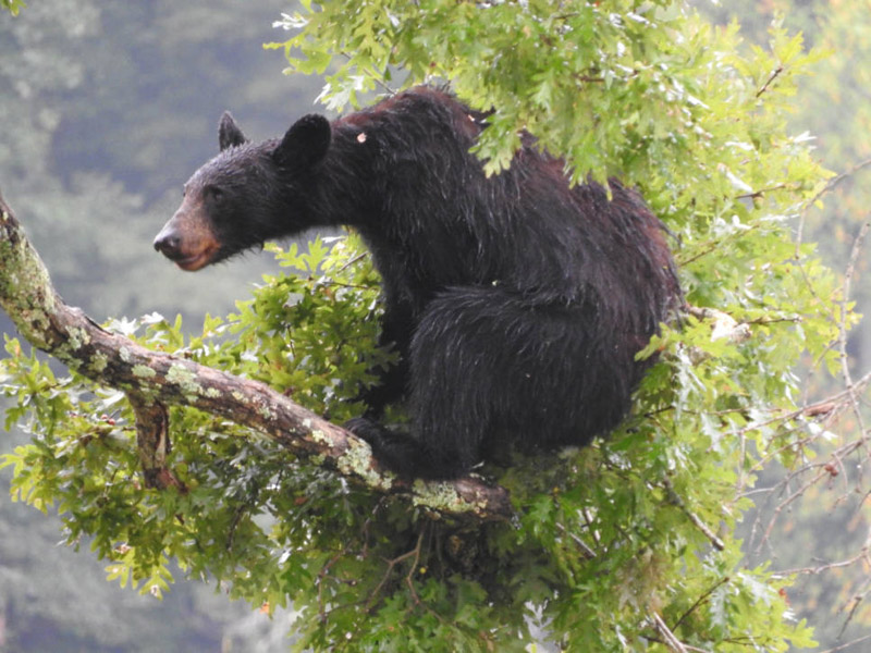 american black bear habitat