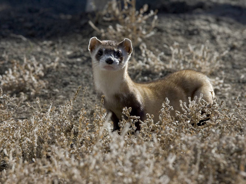 black footed ferret eating prairie dog