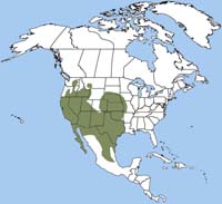 Black-tailed Jackrabbit- Lepus californicus - NatureWorks