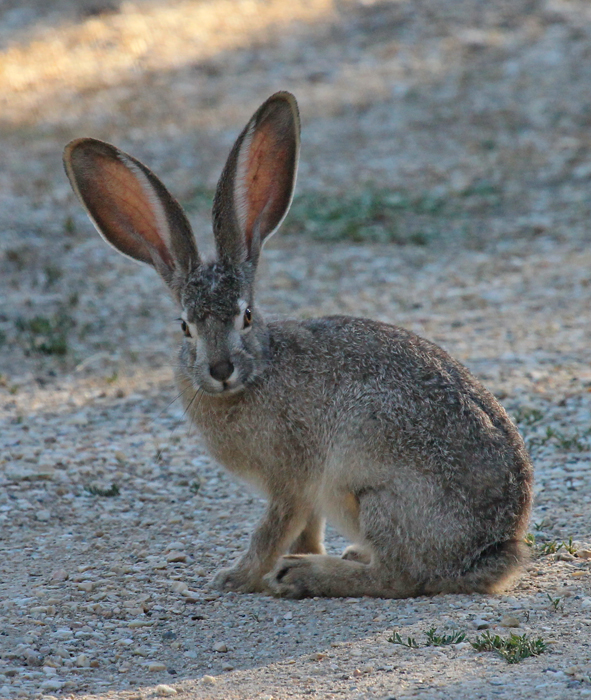 baby black tailed jackrabbit