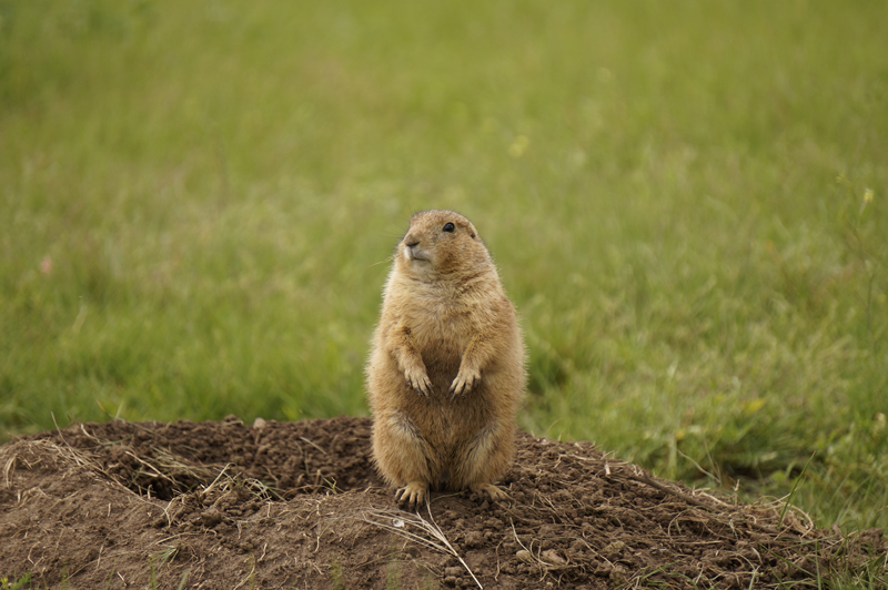 what are baby prairie dogs called