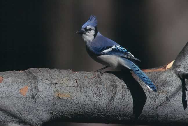 Color Palette Ideas from Bird Fauna Blue Jay Image