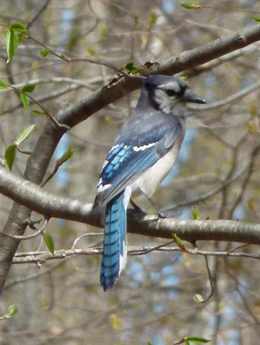 A trick of nature: Blue jays aren't really blue