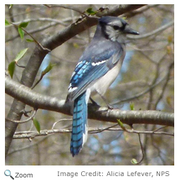 Blue Jay Cyanocitta Cristata Natureworks