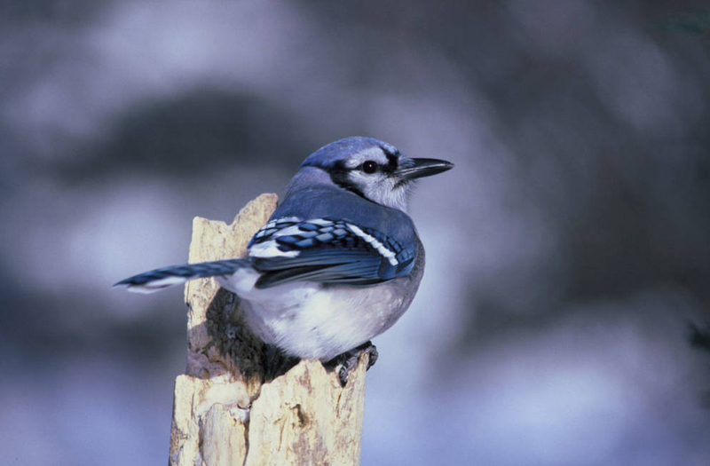 What Are the Stages of Life for a Baby Blue Jay?