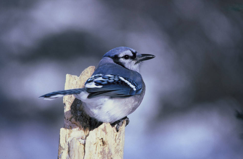 female blue jay bird