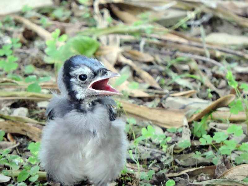 What Are the Stages of Life for a Baby Blue Jay?