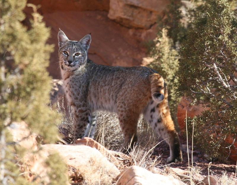 Nature Coast Critters - Get to know a neighbor: Bobcats (Lynx rufus), Local News