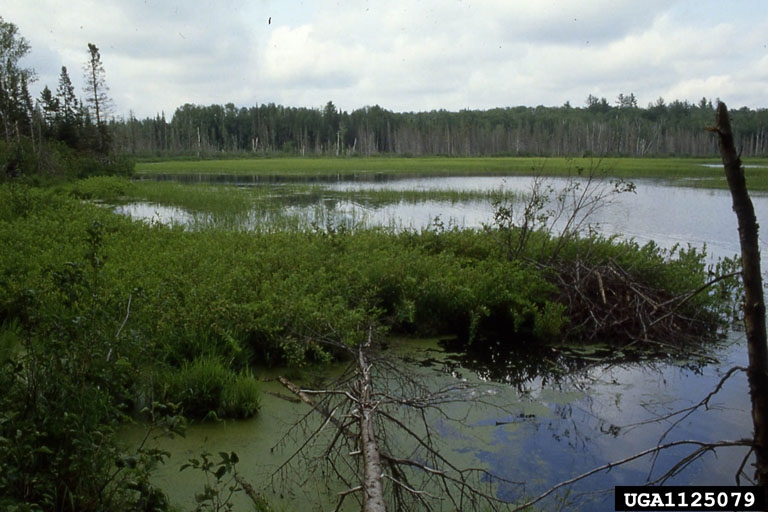 Nature Glance-What's a Fen? 