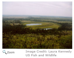 Bogs and Fens