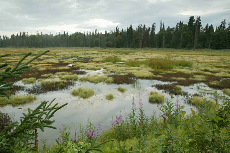 What Grows in Fens? (Types of Fen Plants) - Pond Informer