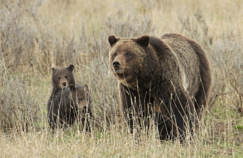 Grizzly bears: North America's brown bear