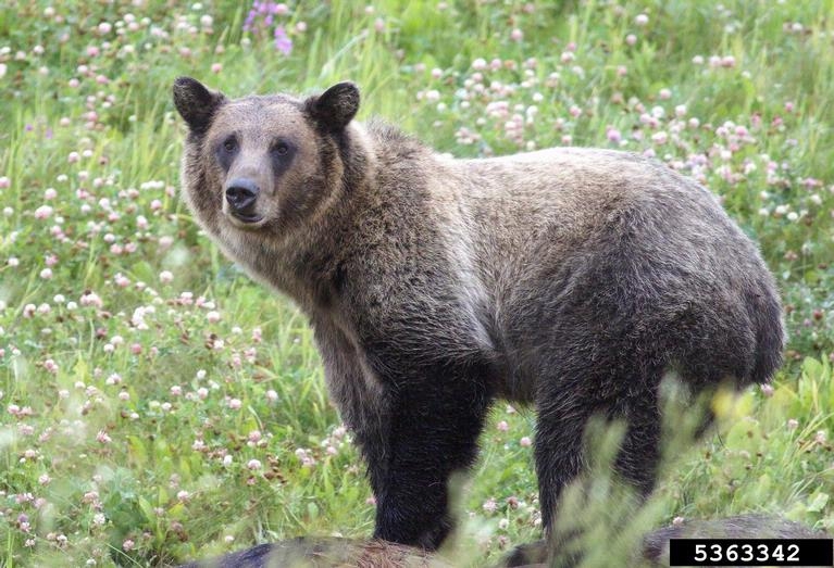 Brown Bear - Ursus arctos - NatureWorks