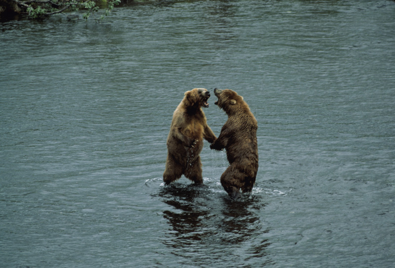 Free picture: brown bear, fish, hunting, fushing, animal