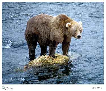 American Black Bear - Ursus americanus - NatureWorks