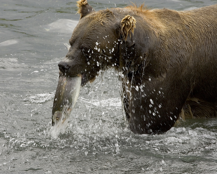 grizzly bear diet