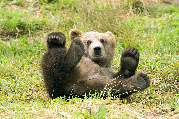 Brown Bear Ursus Arctos Natureworks