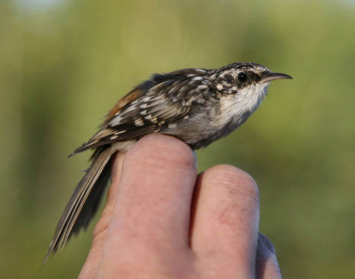 Brown Creeper - Certhia americana | Wildlife Journal Junior