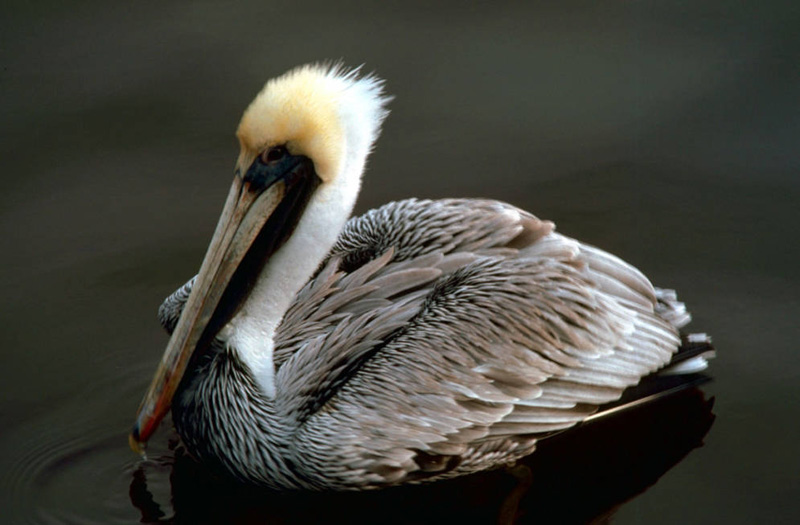 pelican digestion