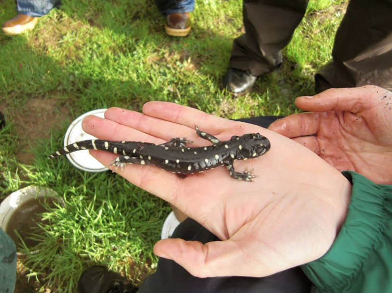 Why is the California Tiger Salamander Endangered? 