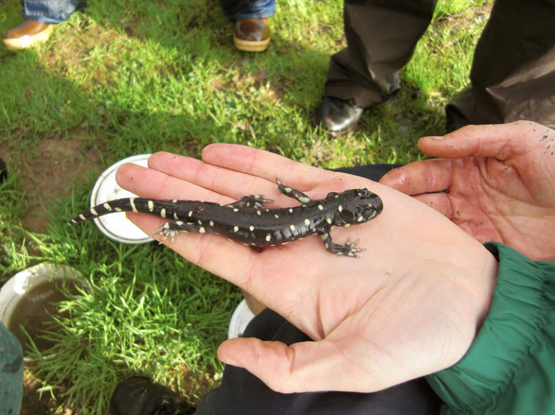 baby tiger salamander