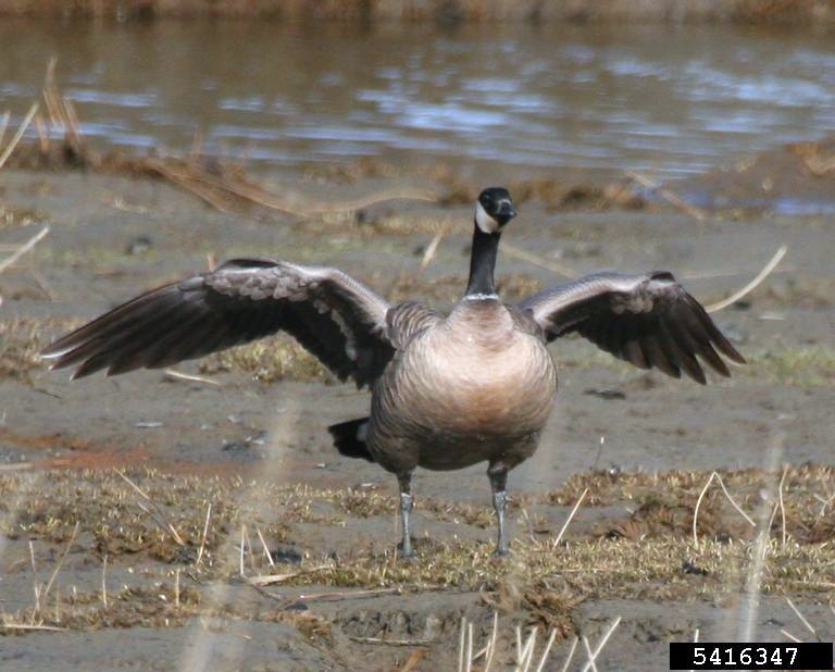 Canada Goose - Branta canadensis - NatureWorks