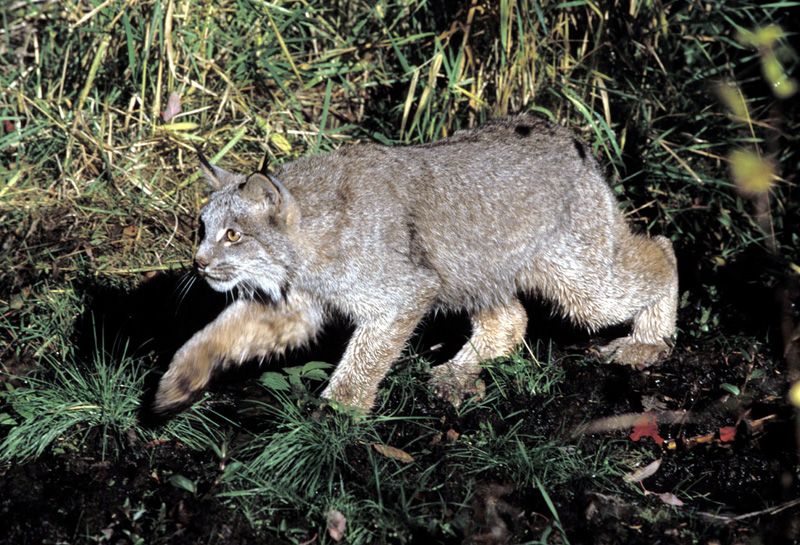 Canada lynx diet