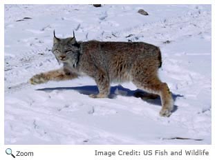 Canada Lynx - Lynx canadensis - NatureWorks