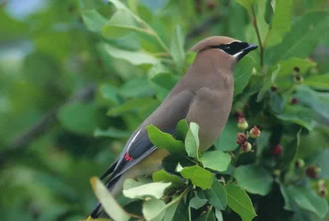 aves animals