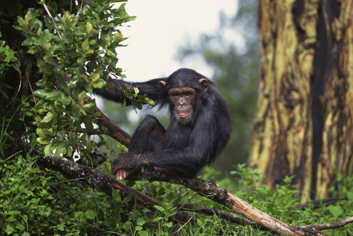 Primates - marmosets, monkeys, apes, lemurs, humans | Wildlife Journal  Junior