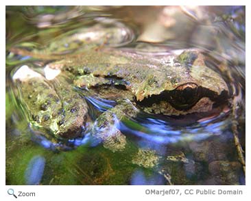 Tailed Frog