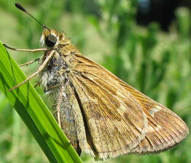 Eufala Skipper - Alabama Butterfly Atlas
