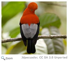 Andean Cock of the Rock