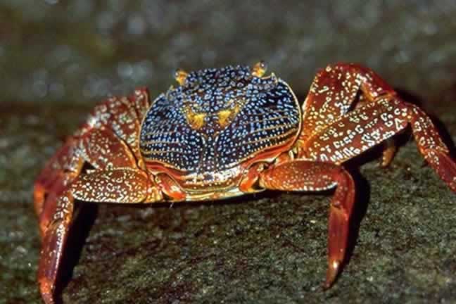 Details about   Crustaceans Peeble crab Leucosia formosensis Crab Taxidermy Oddities Curiosities 