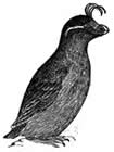 crested auklet