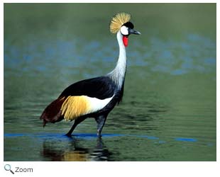 Crane Bird Facts  Gruidae - A-Z Animals