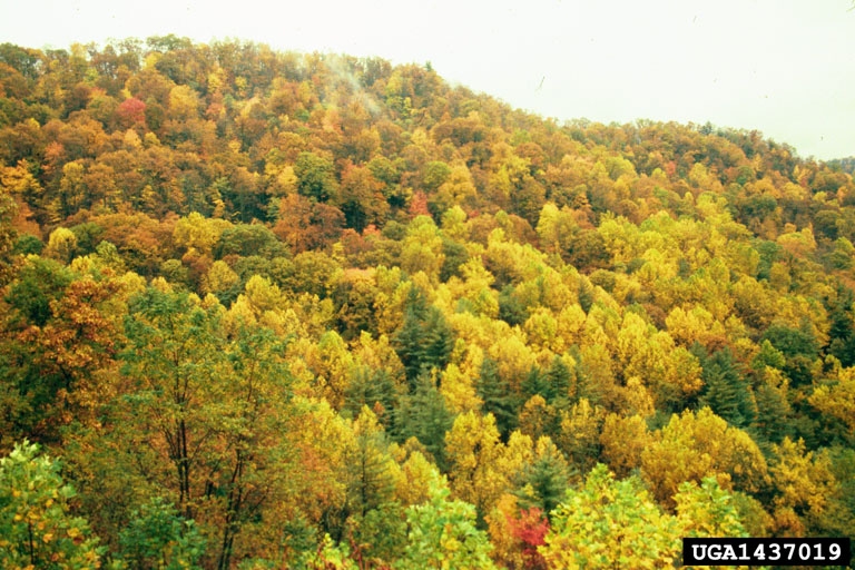 deciduous forest oak tree