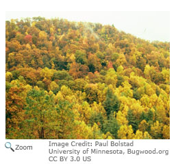 temperate deciduous forest climate