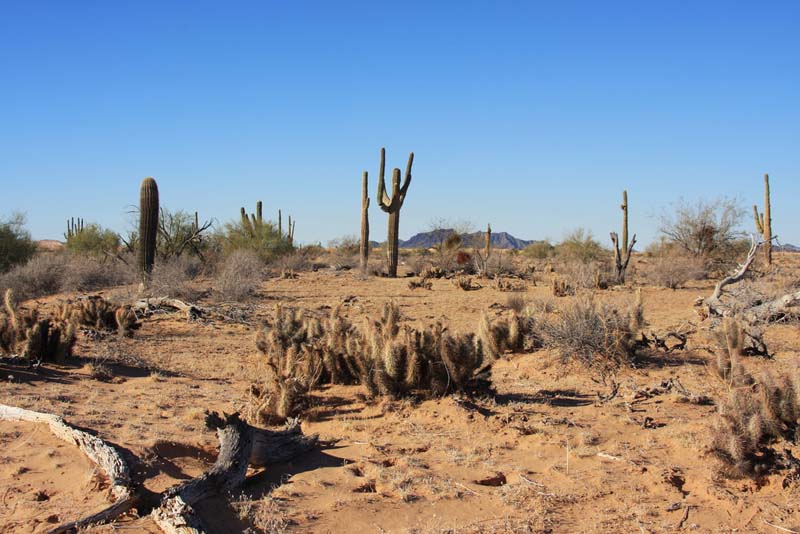 arid and desert soil