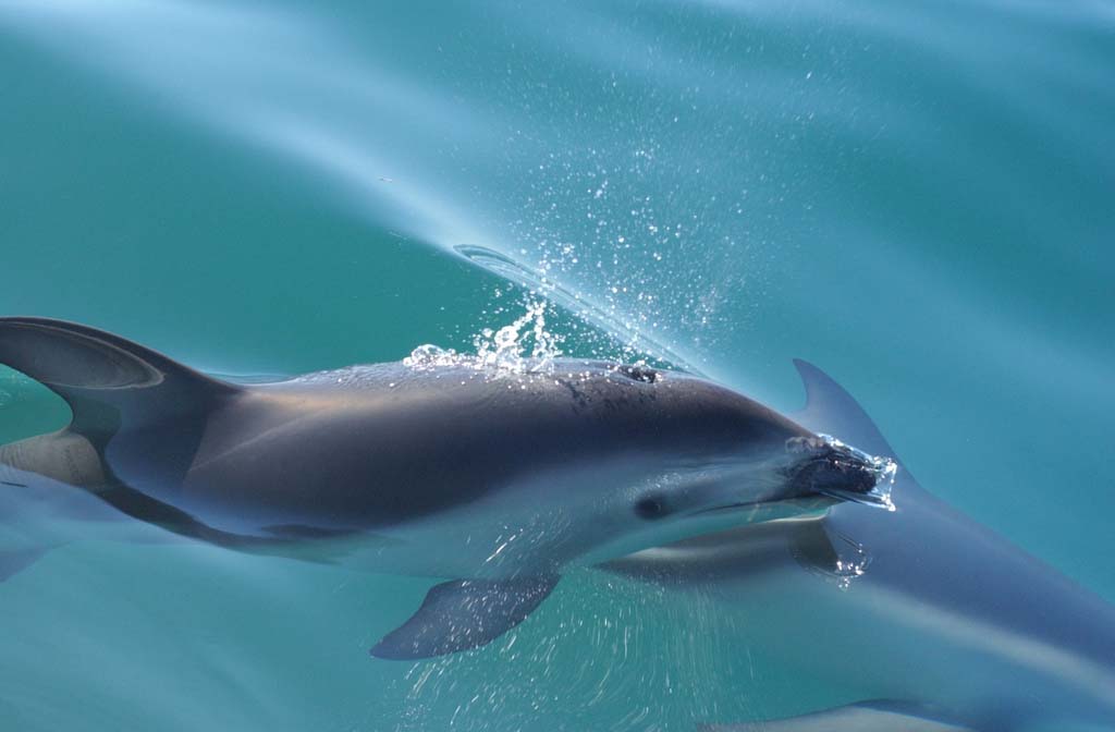 Dolphins, Whales and Porpoises - NatureWorks