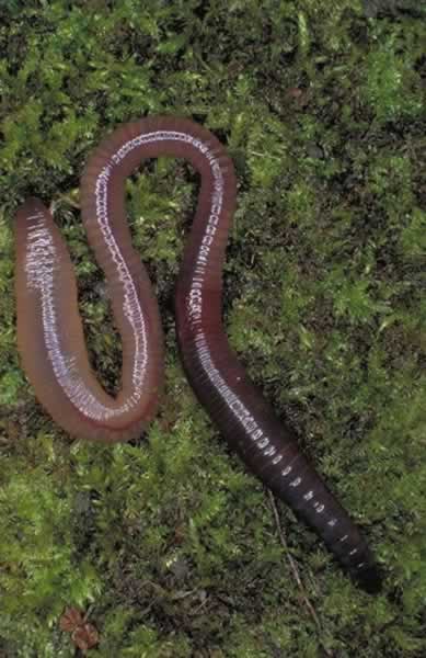 Annelida - Segmented Worms | Wildlife Journal Junior