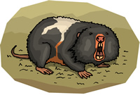 East African Mole Rat