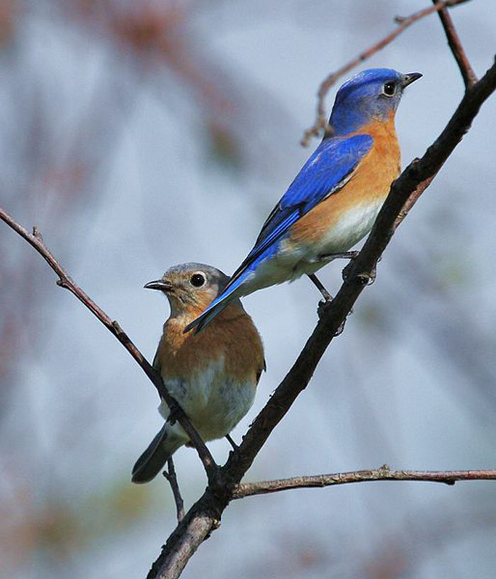 eastern-bluebird-sialia-sialis-wildlife-journal-junior