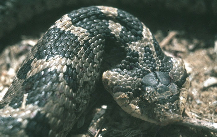 Hognose Snakes Play Dead Like Opossums