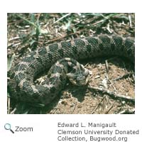Eastern hognose Snake