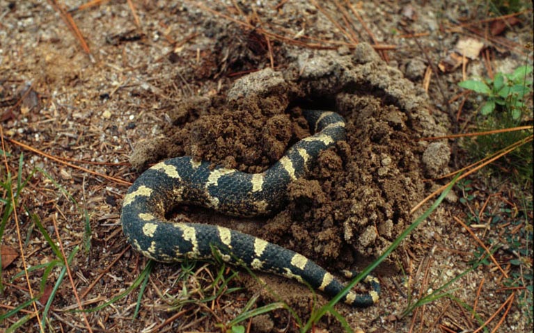 black eastern hognose snake