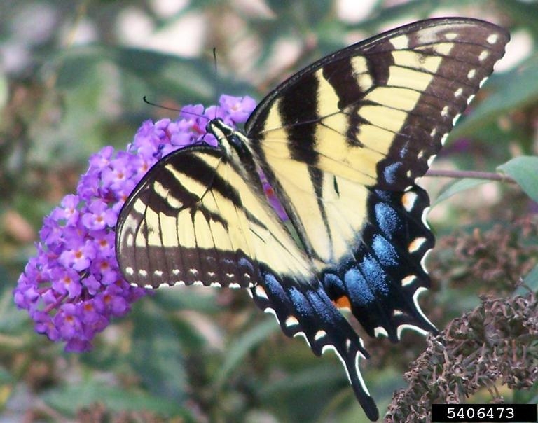 Eastern tiger swallowtail butterfly (Papilio glaucus)