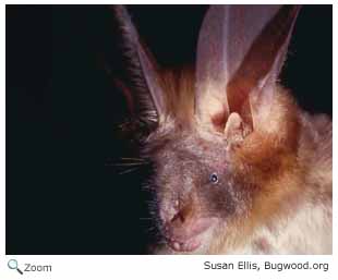 Egyptian Slit-faced Bat