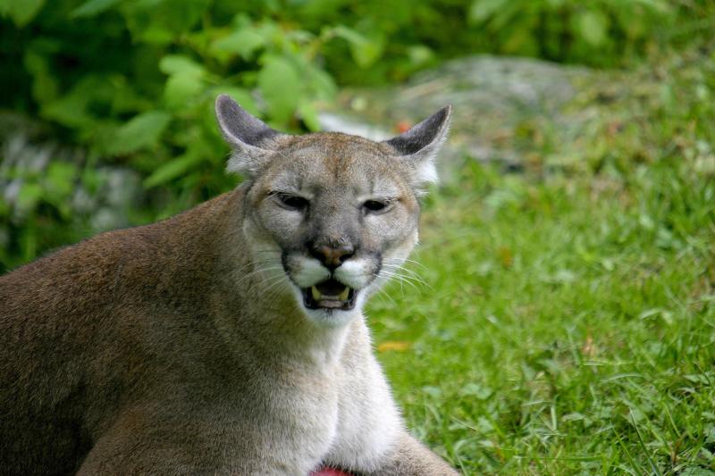 puma animal characteristics