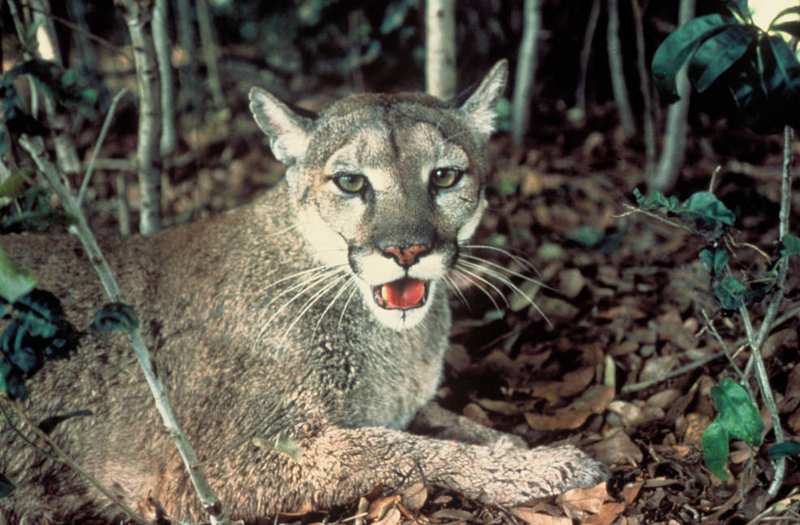 Florida Panther - Puma concolor coryi - NatureWorks